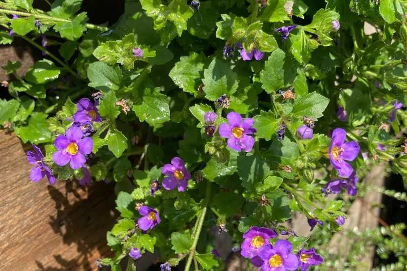 geveltuintje bacopa in wanderella img 1512