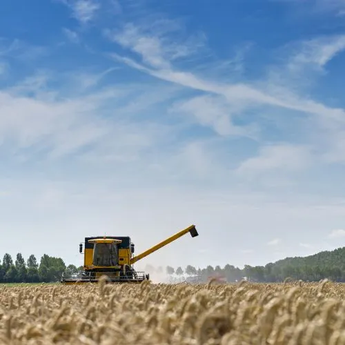 graanveld tarwe gerst051 500x500 adaptiveresize