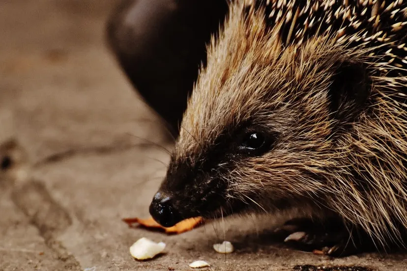 hedgehog child young hedgehog hedgehog animal spur nature garden mammal 399282jpgd