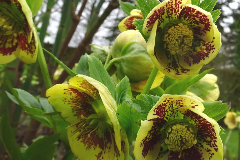 helleborus dsc07929 geel en rood