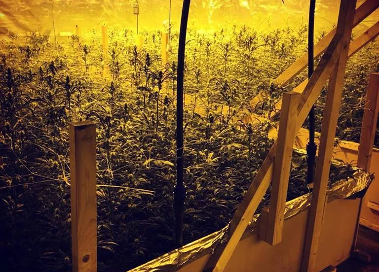 hennepkwekerij havenstraat emmeloord pol nop urk