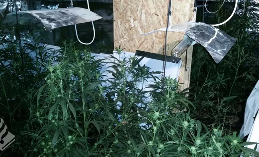 hennepplantage verlengde gildenweg pol nopurk