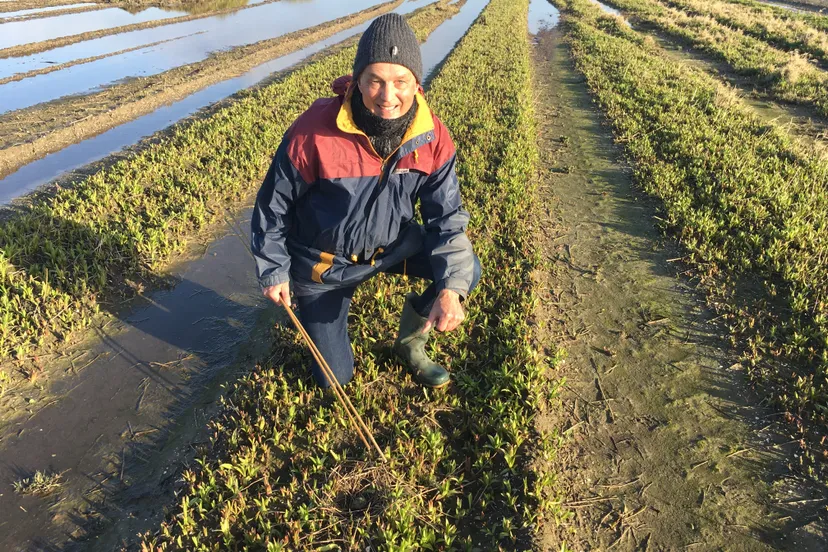 het eerste kievitsei van flevoland is gevonden
