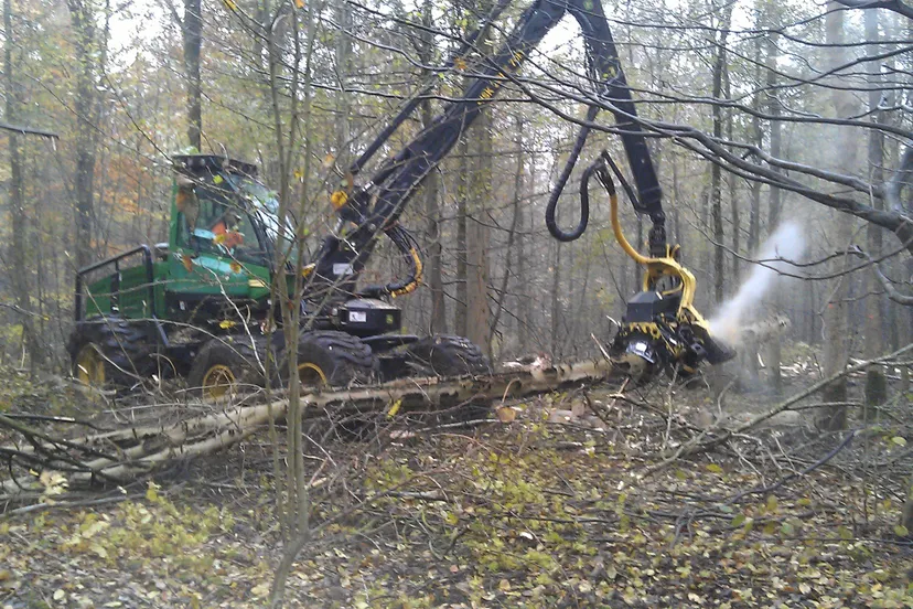 houtoogst kuinderbos