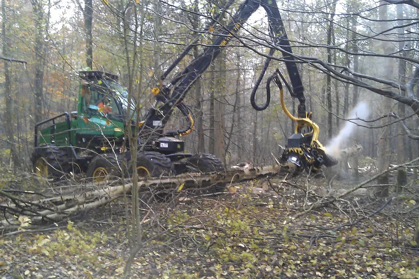 houtoogst kuinderbos