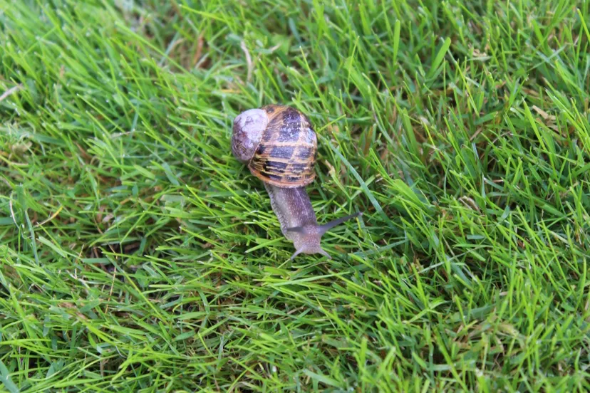 huisjesslak mhpublicatiesnl