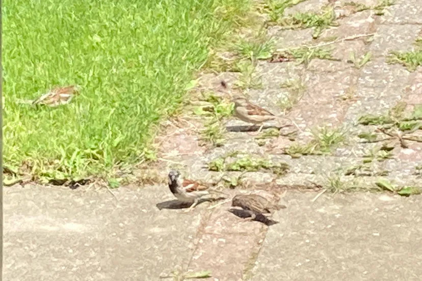 huismussen in kraggenburg img 1969