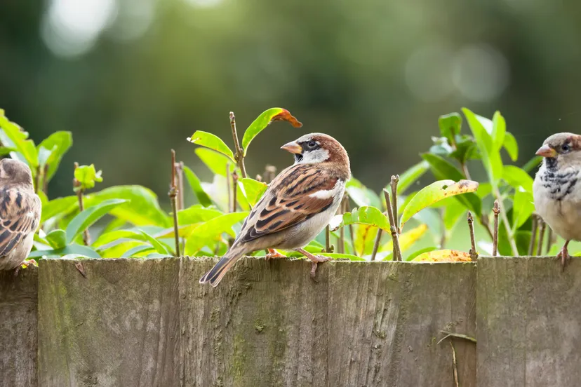 huismussen tbv persbericht