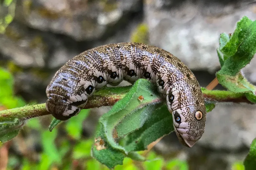 img 20200716 wa0004 niels kimpel