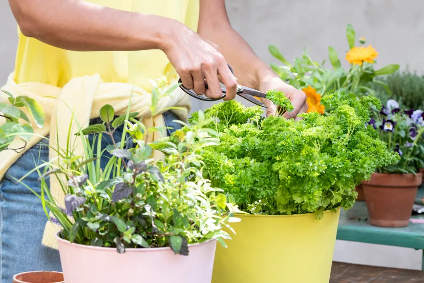 intratuin zomerbl deel 1 dag 2 85806 hr