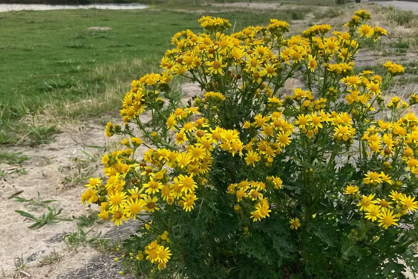 jacobskruiskruid 050f73ca 0c8e 4cd4 94bd f2bdaf59832c