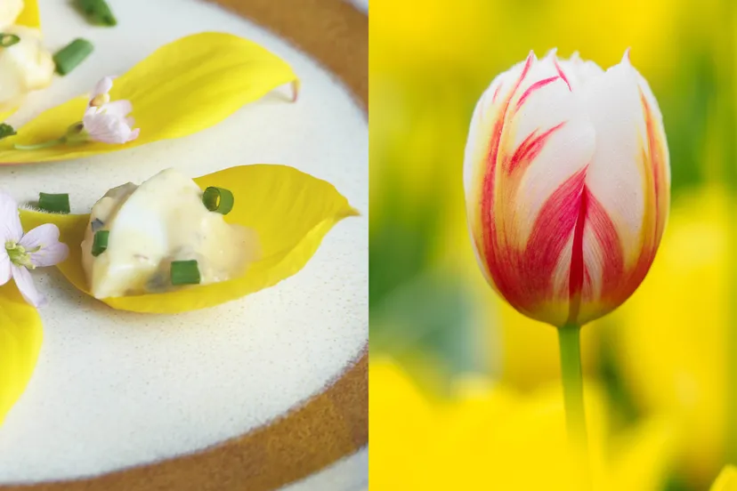 joke scholtalbers alice valk workshop tulpen