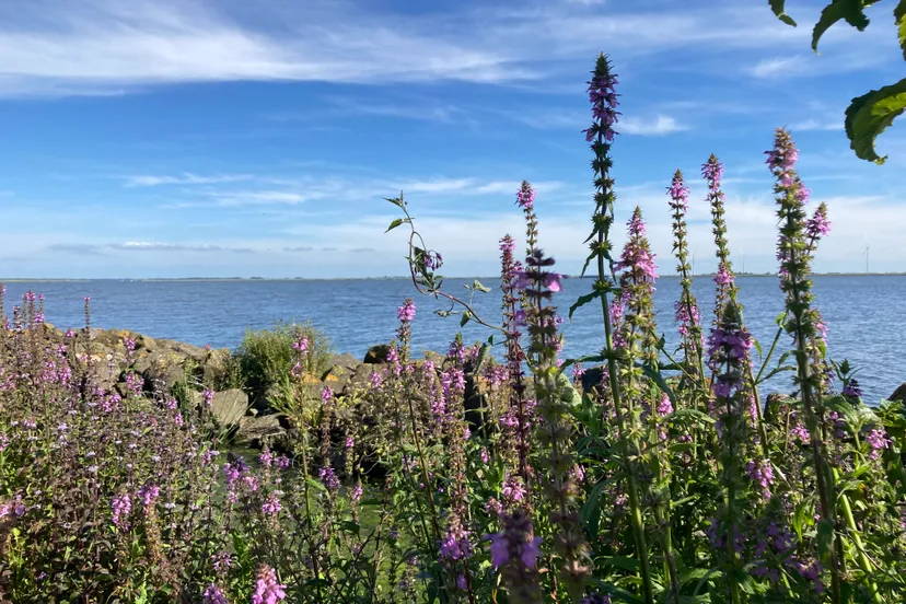 kattenstaart img 0539