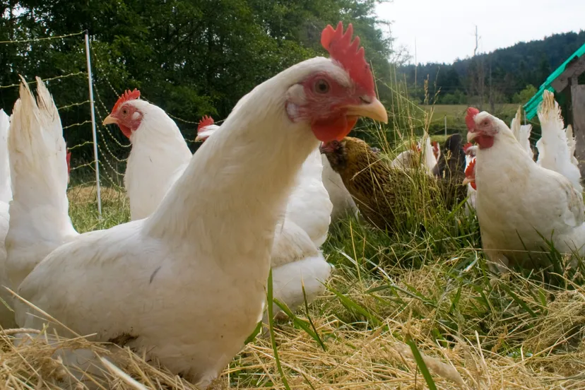 kippen wikimedia commons