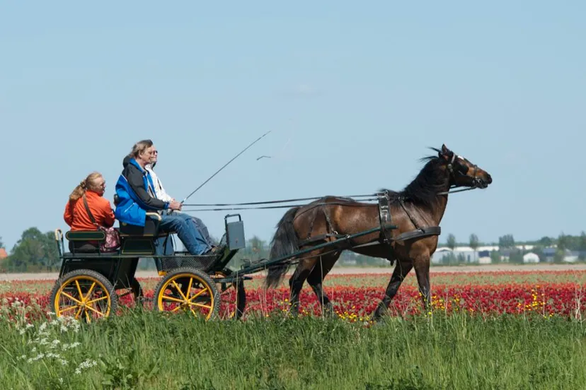 koetsentocht 3 foto