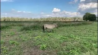 konikpaard