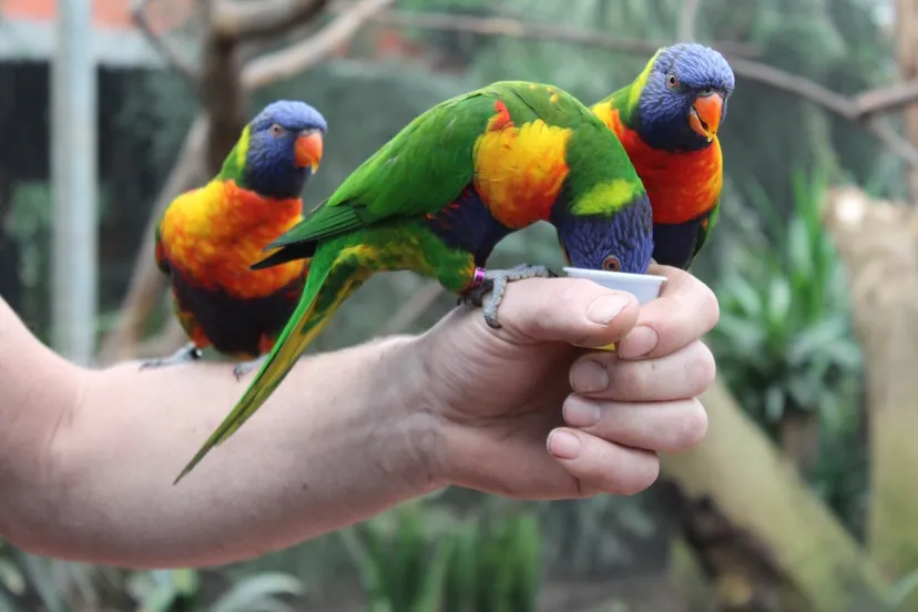 loris mhpublicatiesnl