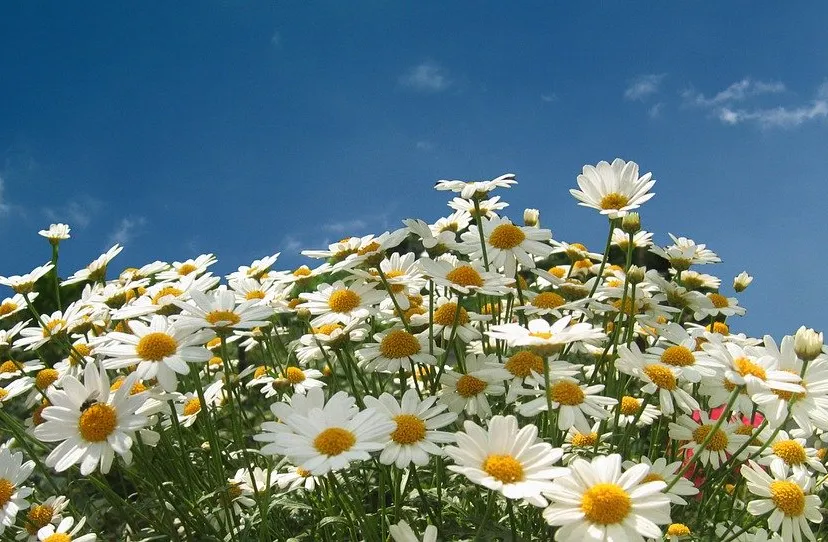 marguerite 74597 960 720