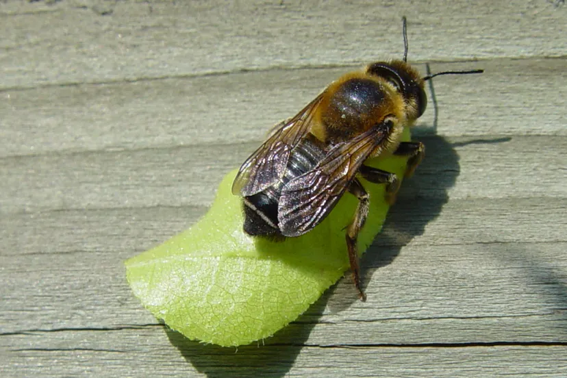 megachile centuncularis tuinbladsnijder