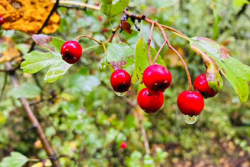 meidoorn 28092020 img 2959