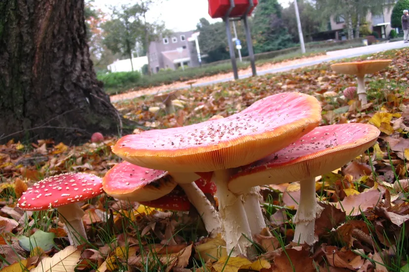 mooiflevoland pic 1164031733 869124668 img 0281