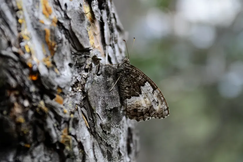 nachtvlinder dsc 9647