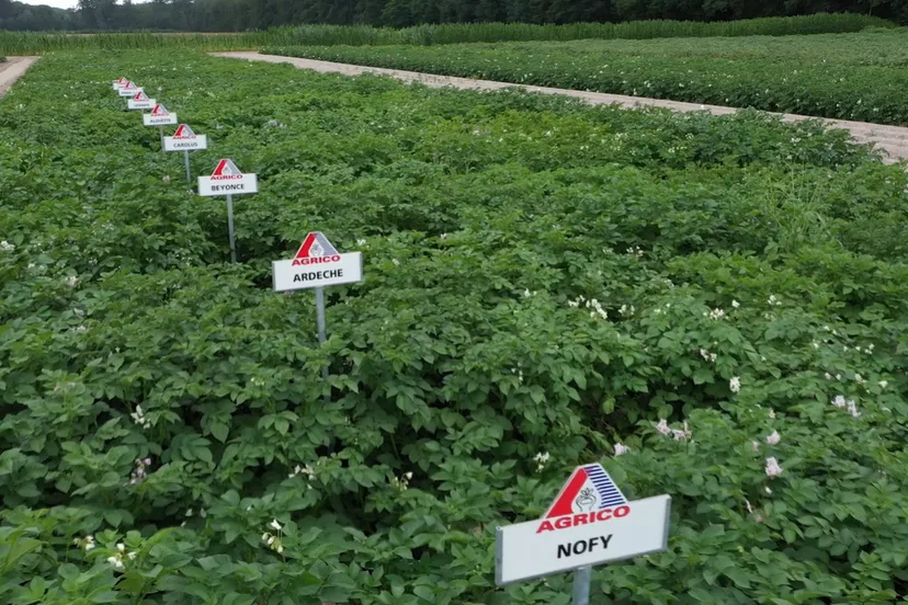 next generation potatoes