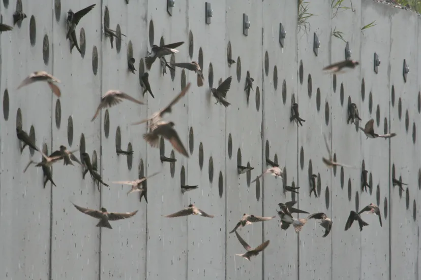 oeverzwaluwen voor kunstwand