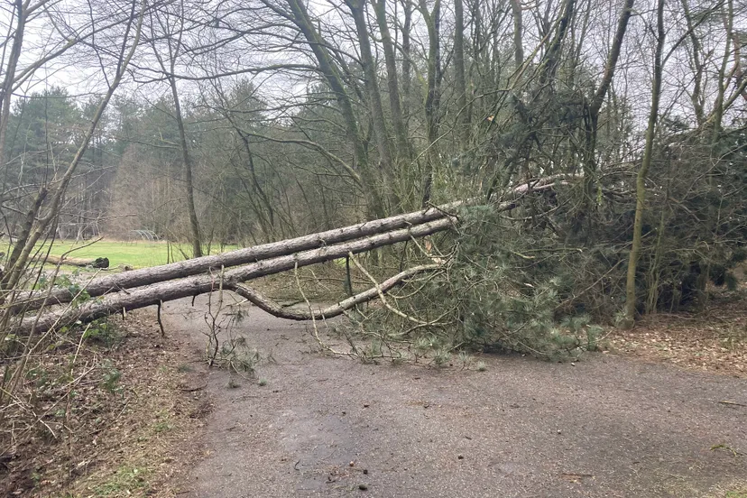 omgevallen boom bij speelweide voorsterbos img 8730