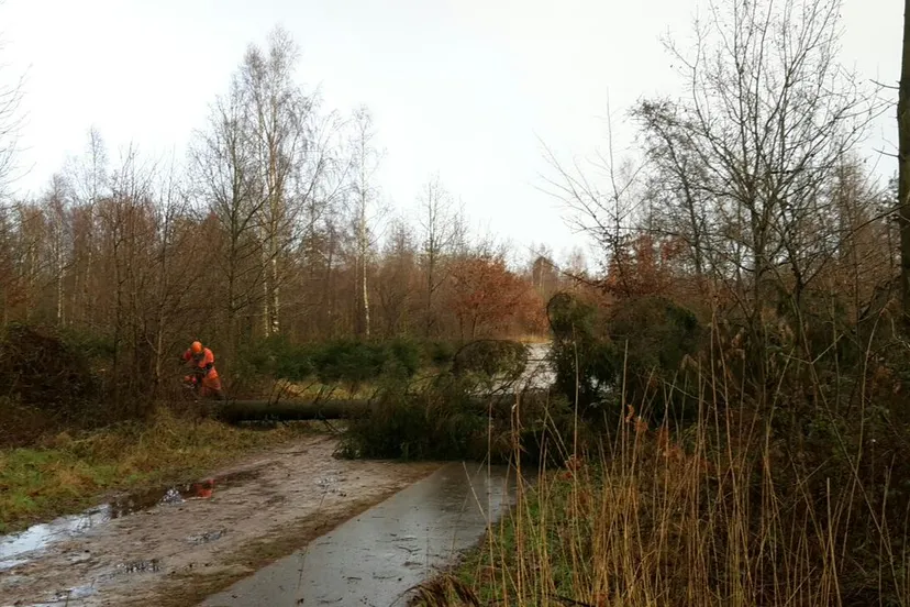 omgewaaide bomen storm 18 jan18