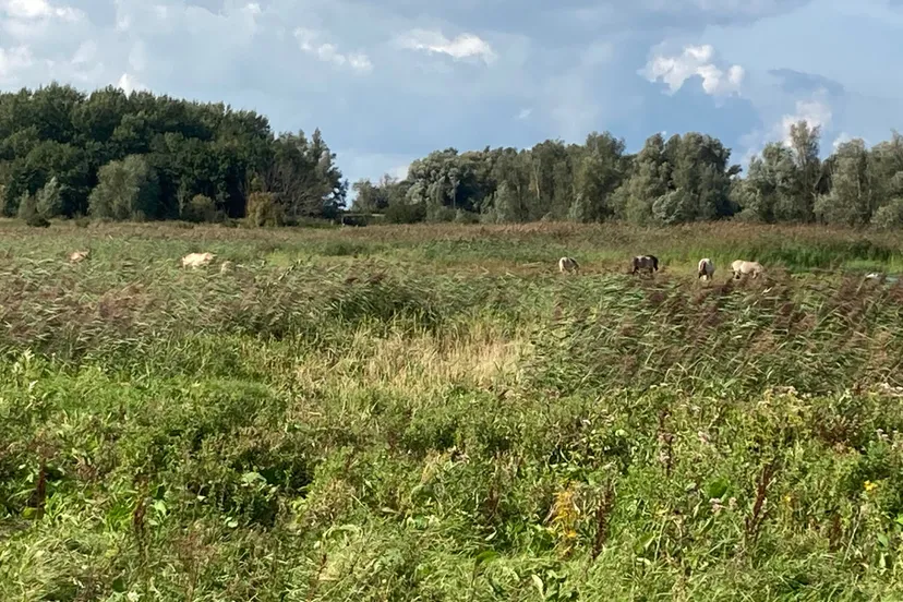 oostvaardersplassen img 2662