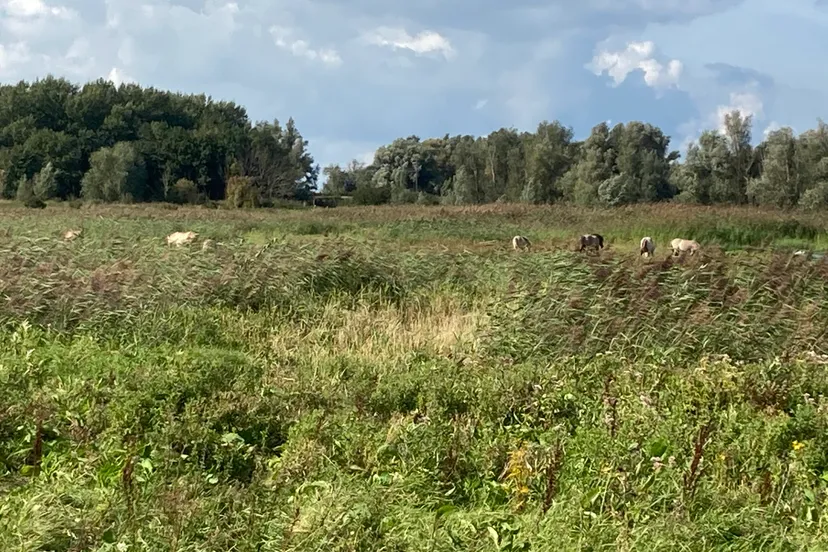 oostvaardersplassen img 2662