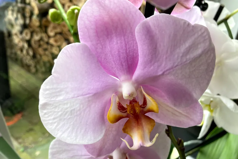 orchidee img 1935