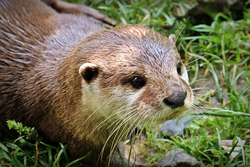 otter cc0 pixabay