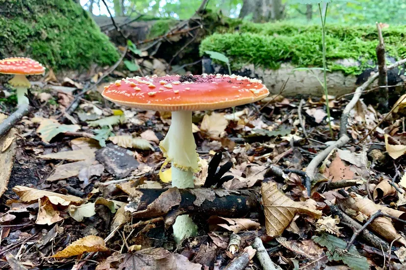 paddenstoel wlb 270920 img 0001