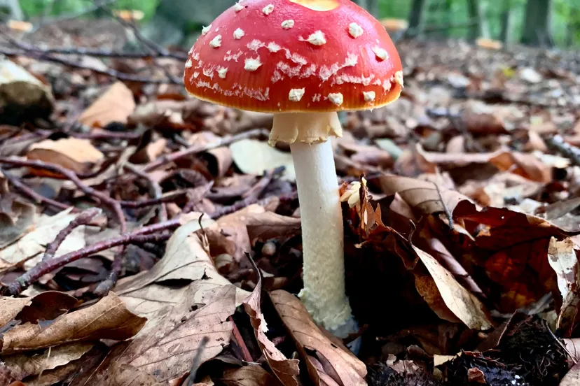 paddenstoel wlb 270920 img 0008