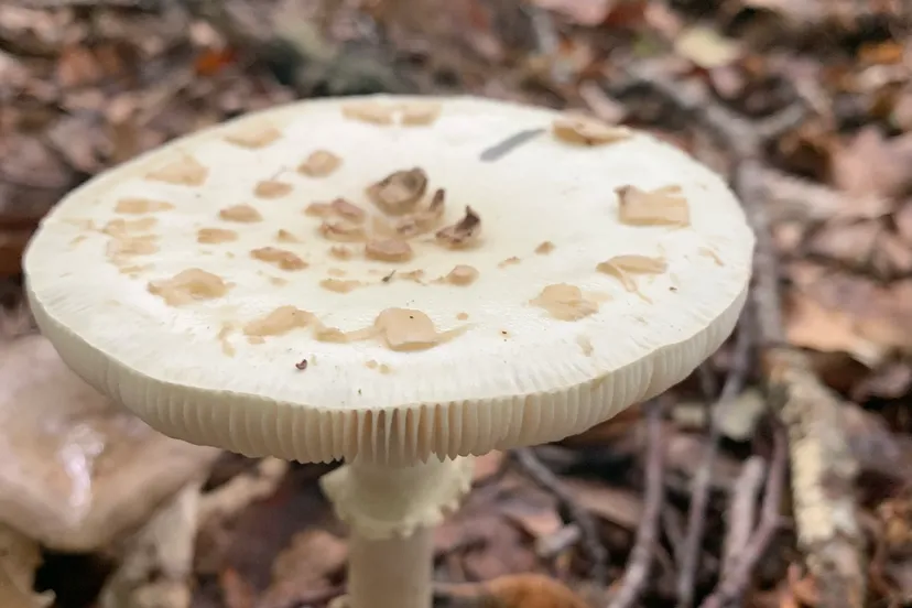 paddenstoel wlb 270920 img 0015