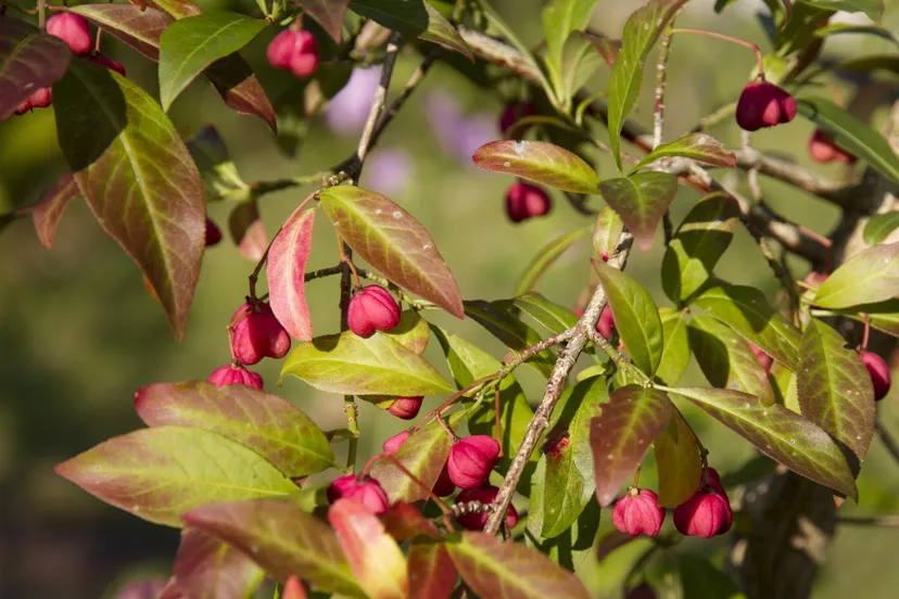 pag 3 kardinaalsmuts