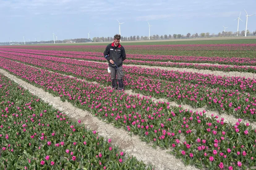 persbericht tulpenselecteren rickklink