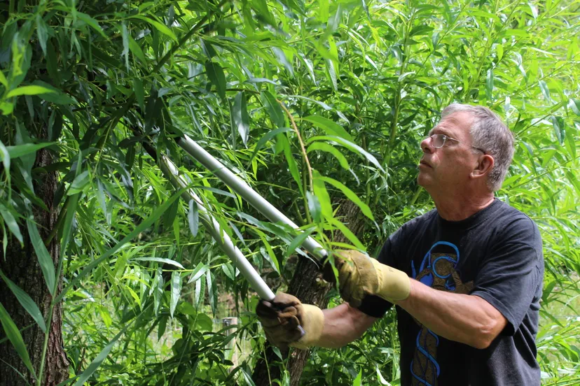 peter ijzerman snoeit wilgenmhpublicatiesnl