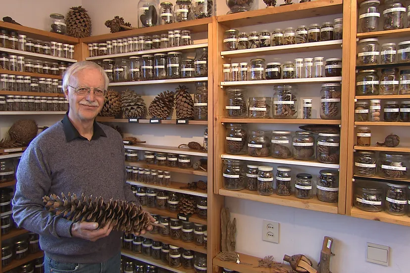 piet uit emmeloord met zijn verzameling dennenappels