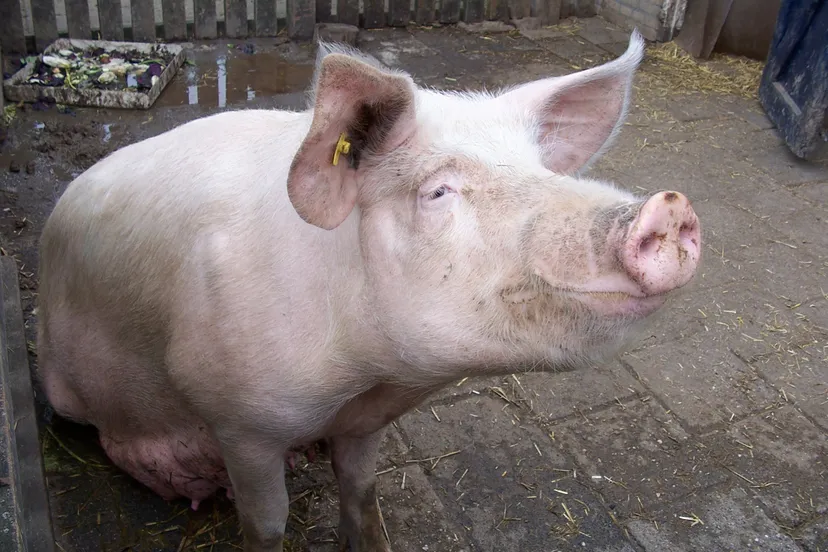 pig varken cc by commons wikimediacom