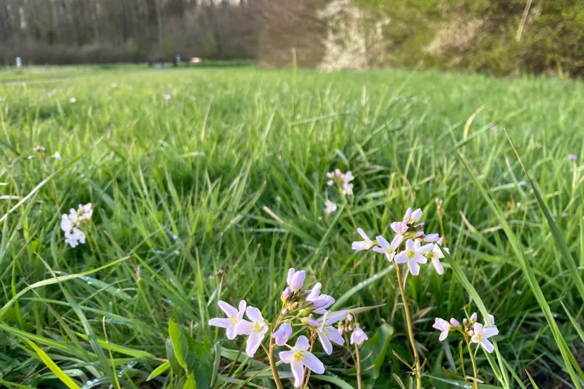 pinksterbloemimg 5042