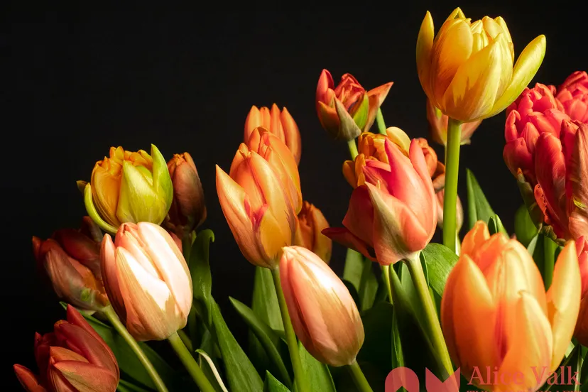 princes familie foto alice valk