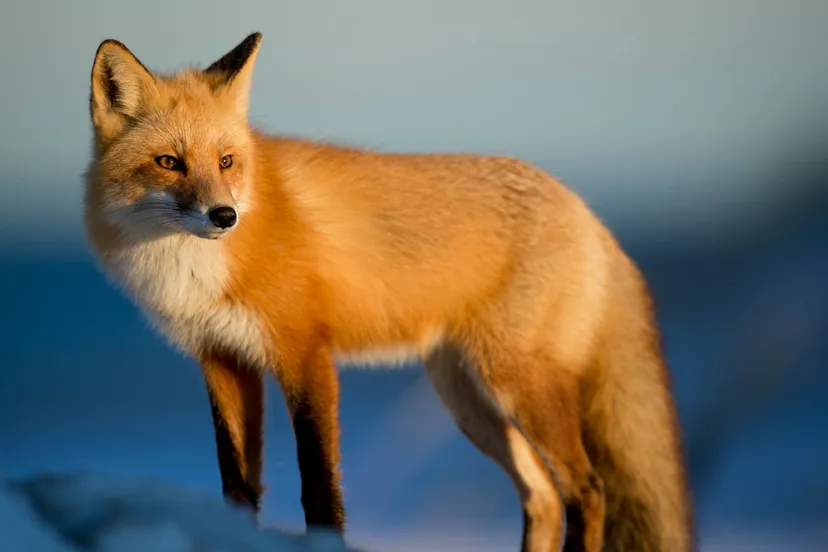 red fox 1500907744r2q