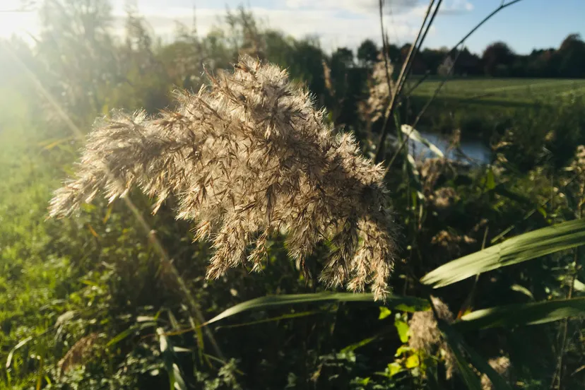 riet bloei img 7234