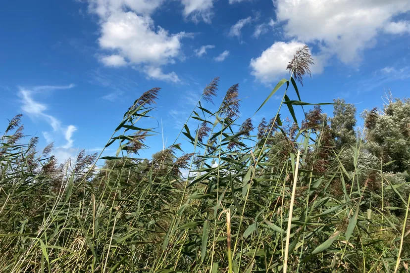riet lage dwarsvaart oostvaardersplassen img 2660