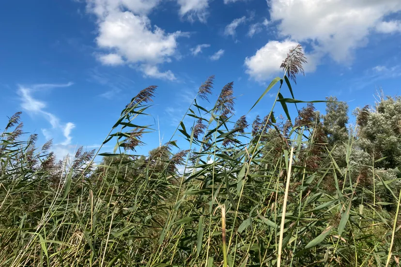 riet lage dwarsvaart oostvaardersplassen img 2660