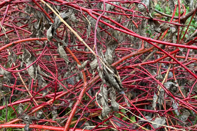 rode kornoelje img 2250