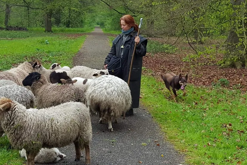 schaapskudde at gemeentenop